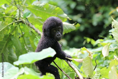 baby mountain gorilla (gorilla beringei beringei) - Bwindi Nationalpark, Uganda, Africa