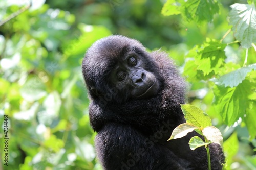 baby mountain gorilla (gorilla beringei beringei) - Bwindi Nationalpark, Uganda, Africa © Christian