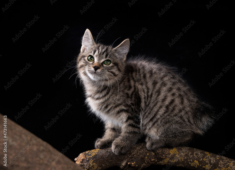 kitten of breed kurilian bobtail on a black background