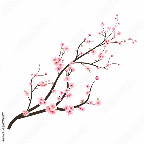 Fotografija Japanese Cherry blossom vector
