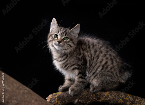 Fotografija kitten of breed kurilian bobtail on a black background