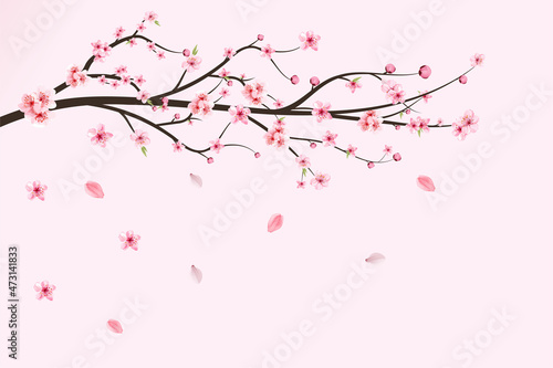 Japanese Cherry blossom vector. Cherry blossom leaves falling. Realistic cherry blossom branch. Pink Sakura flower falling. Sakura branch with pink watercolor flower. Watercolor cherry flower vector