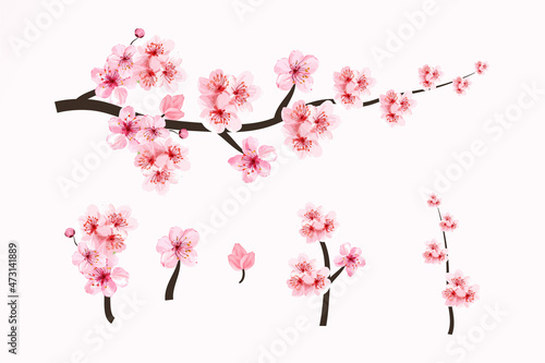 Cherry blossom branch elements with Sakura flower. Cherry blossom with watercolor blooming Sakura. Watercolor cherry flower. Japanese Cherry blossom vector. Sakura branch with watercolor flower.