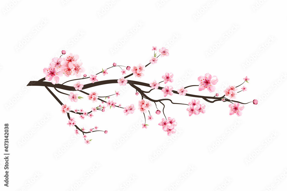 Cherry blossom branch with watercolor Sakura flower blooming. Realistic watercolor sakura flower spreading. Japanese Cherry blossom vector. Cherry blossom branch with pink Sakura flower vector.