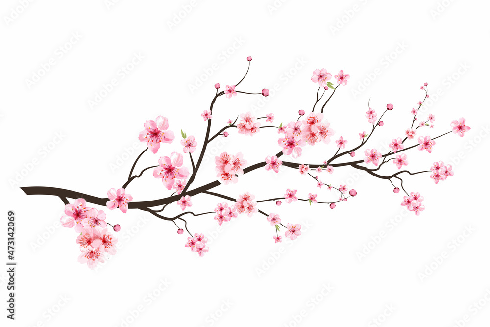 Realistic Cherry blossom branch. Cherry blossom with pink Sakura flower vector. Japanese Cherry blossom vector. Sakura branch with blooming watercolor flower. Pink watercolor cherry flower vector.