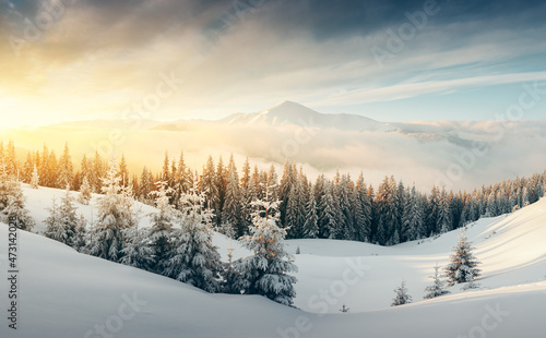 Fantastic winter landscape in snowy mountains glowing by morning sunlight. Dramatic wintry scene with frozen snowy trees at sunrise. Christmas holiday background