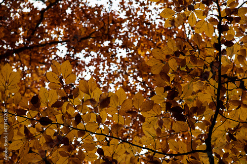 golden autumn leaves