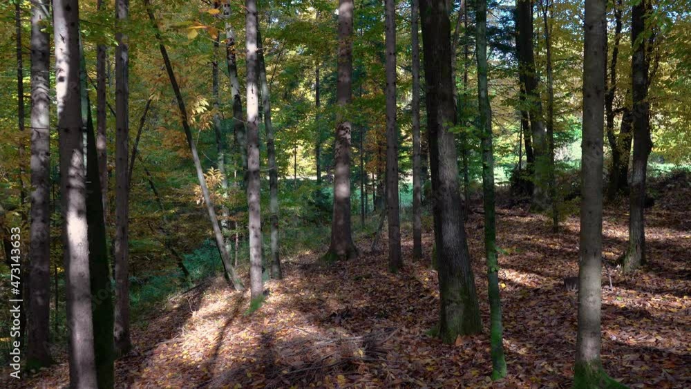Pristine autumn forest in October. Fall season. Amazing and colorful woods. Lot of golden-brown leaves on the floor. Clean environment. Tilt up Pristine autumn forest in October. Fall season. Amazing and colorful woods. Lot of golden-brown leaves on the floor. Clean environment. Tilt up