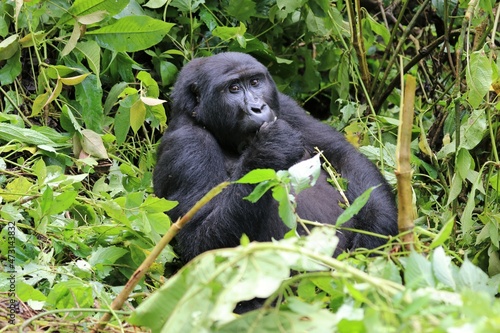 mountain gorilla (gorilla beringei beringei) - Bwindi Nationalpark, Uganda, Africa © Christian