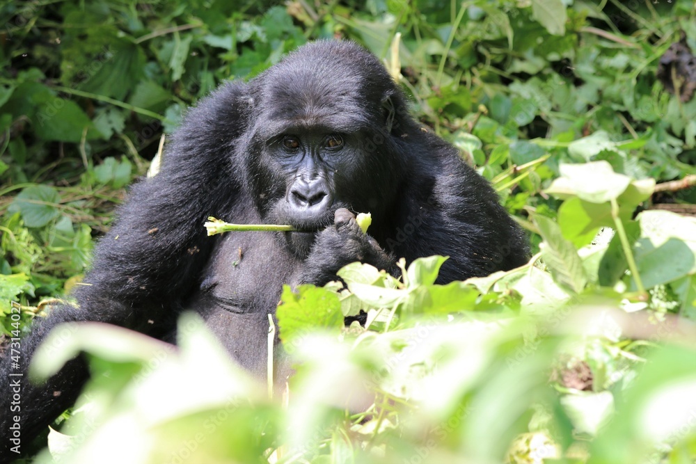 Fototapeta premium mountain gorilla (gorilla beringei beringei) - Bwindi Nationalpark, Uganda, Africa