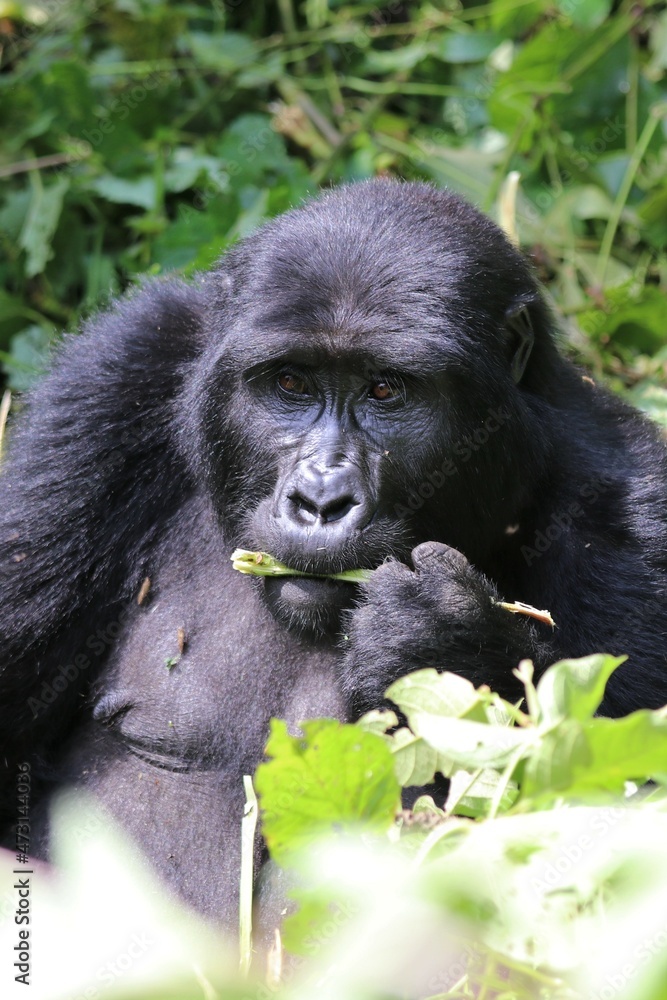 mountain gorilla (gorilla beringei beringei) - Bwindi Nationalpark, Uganda, Africa mountain gorilla (gorilla beringei beringei) - Bwindi Nationalpark, Uganda, Africa