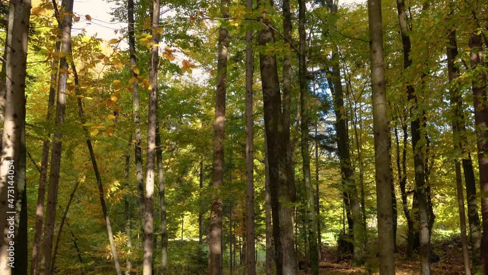 Pristine autumn forest in October. Fall season. Amazing and colorful woods. Lot of golden-brown leaves on the floor. Clean environment. Tilt up Pristine autumn forest in October. Fall season. Amazing and colorful woods. Lot of golden-brown leaves on the floor. Clean environment. Tilt up
