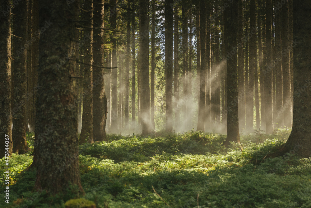 Misty landscape forest with trees in the morning fog Misty landscape forest with trees in the morning fog
