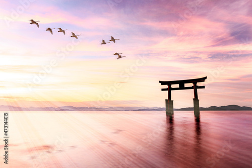 飛翔する白鳥と水面の鳥居