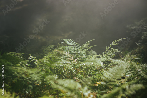 Tableau sur toile Sun illuminating the undergrowth of a foggy forest
