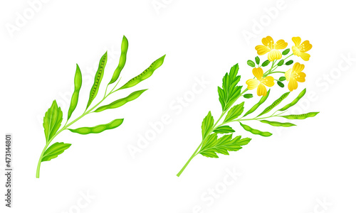 Mustard plants with seeds and flowers set. Natural organic healthy product vector illustration