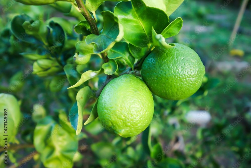 lime, lime plant or lemon tree