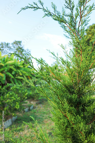 Juniperus chinensis  Chinese juniper or CUPRESSACEAE