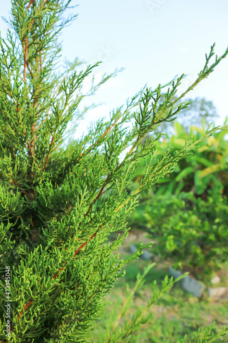 Juniperus chinensis, Chinese juniper or CUPRESSACEAE
