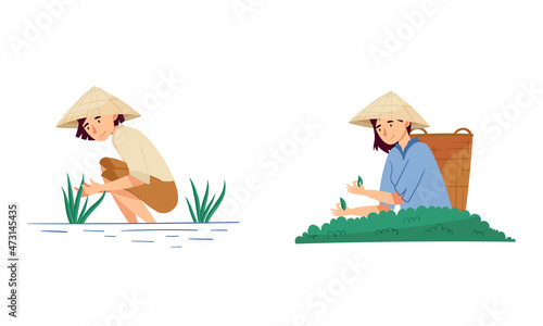 Asian farmers working on farm set. Peasants in straw conical hats harvesting tea and planting rice cartoon vector illustration
