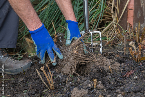 Foto Gardener gently easing out the loosened dahlia tubers from the soil
