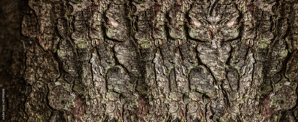 Texture of tree bark as background, closeup view. Banner design Texture of tree bark as background, closeup view. Banner design