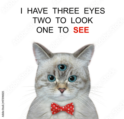 An ashen cat has got third eye. I have three eyes two look one see. White background. Isolated.