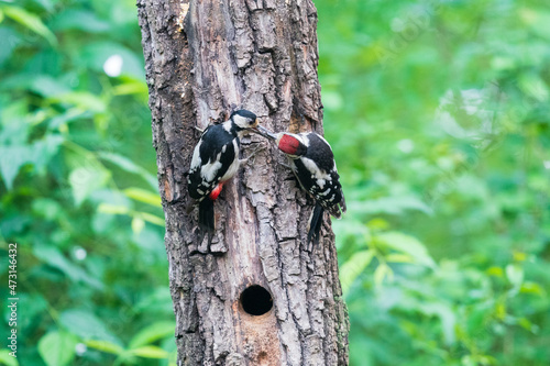 The great spotted woodpecker (Dendrocopos major)