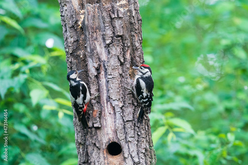 The great spotted woodpecker (Dendrocopos major) © Johannes Jensås