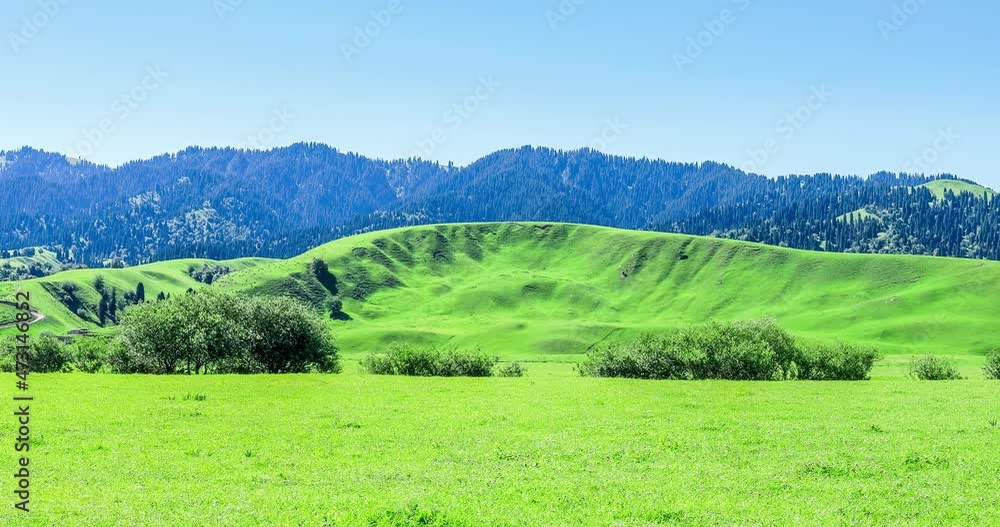 Green grass and mountains with forest under the blue sky, beautiful grassland landscape. panning shot, real time video.