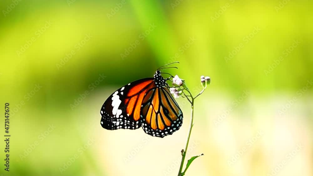 HD 1080p 500fps slow motion Thai beautiful butterfly on meadow flowers nature outdoor HD 1080p 500fps slow motion Thai beautiful butterfly on meadow flowers nature outdoor