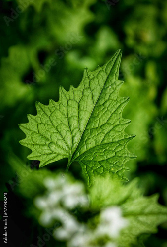 green leaf background