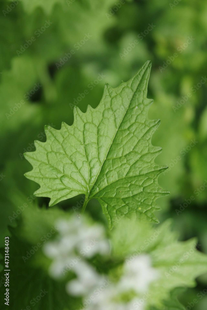 green leaf with drops green leaf with drops