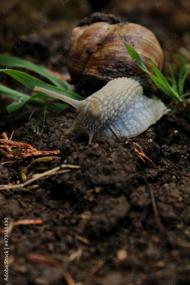 Obraz premium snail in the grass
