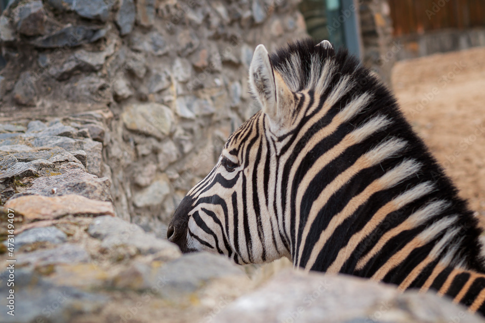 Close-up plan. Portrait of a zebra, in the zoo. A stone wall. Close-up plan. Portrait of a zebra, in the zoo. A stone wall.