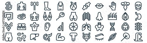 human body thin line icon set such as pack of simple finger, testicles, body, red blood cells, kidneys, breast, uterus icons for report, presentation, diagram, web design