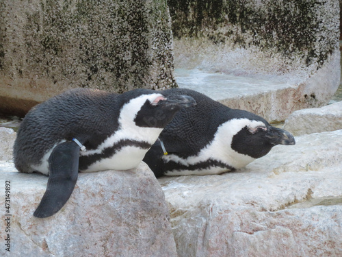 Fototapeta Naklejka Na Ścianę i Meble -  penguin on the rocks