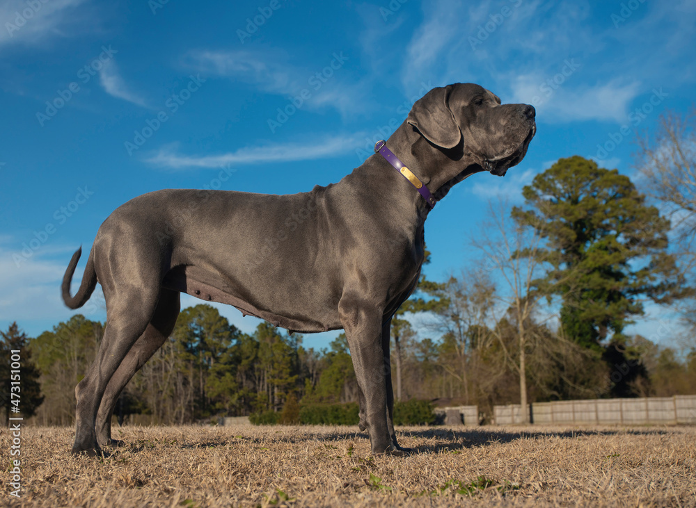 Grey purebred Great Dane standing on a field
