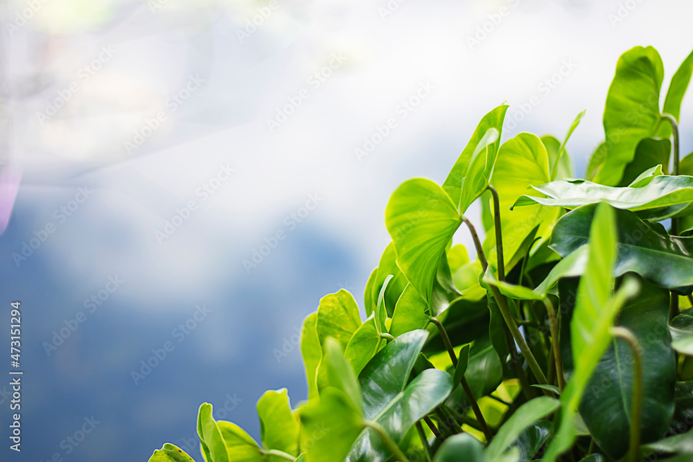 Obraz premium Phosphorus is a fern family plant.