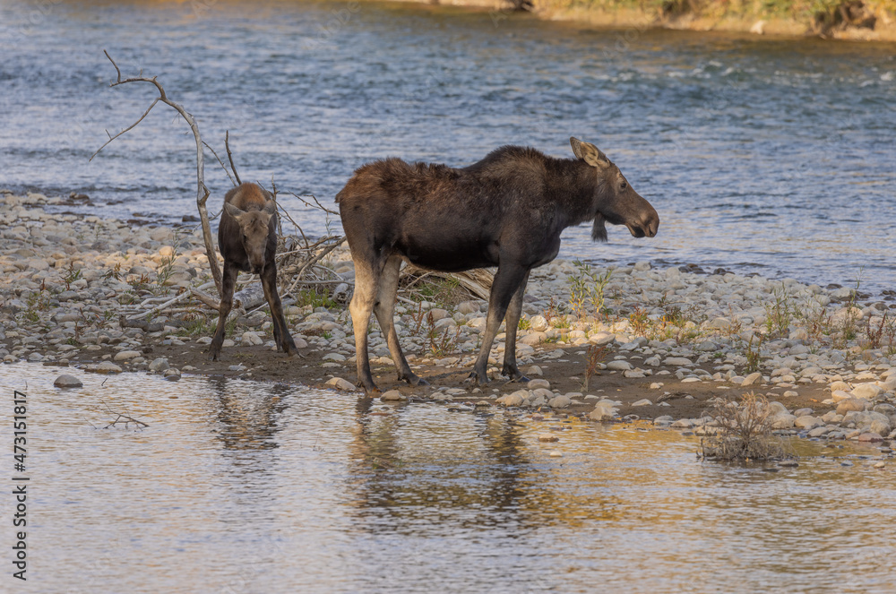 Cow and Calf Shiras Moose in Wyoming in Autumn Cow and Calf Shiras Moose in Wyoming in Autumn