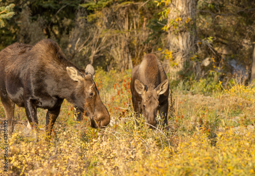 Cow and Calf Shiras Moose in Wyoming in Autumn © natureguy