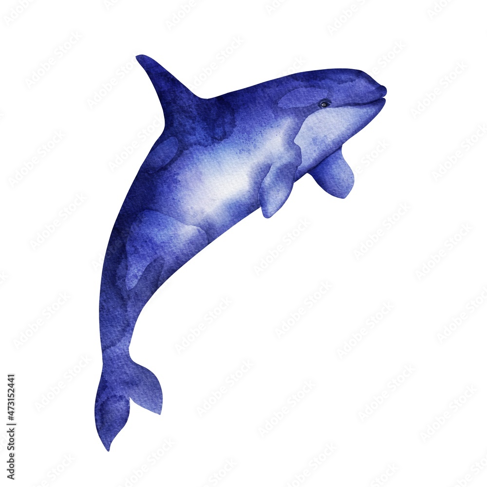 Fototapeta premium Orca whale isolated on white. Watercolor animal illustration