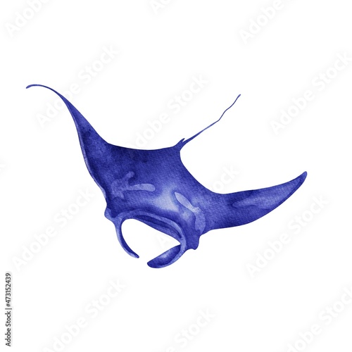 Horned ray isolated on white. Watercolor manta ray animal illustration
