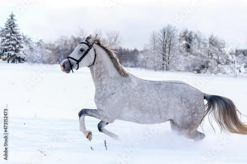 Gray horse galloping in snow field in winter