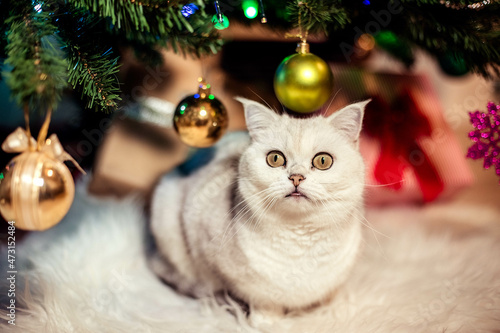 Portrait of an adorable white British cat in front of a Christmas tree, close-up.