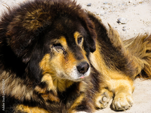 portrait of a dog  Himalayan mountain dog