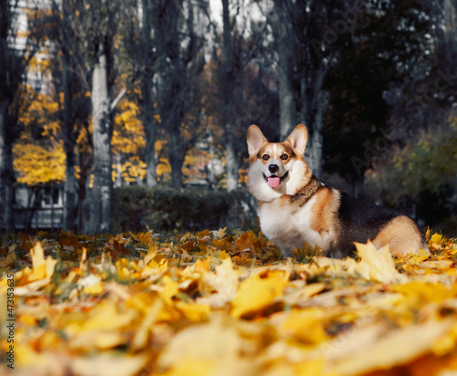 Corgi in the autumn city park. Portrait of a dog with autumn yellow leaves. Tricolor Welsh Corgi Pembroke.