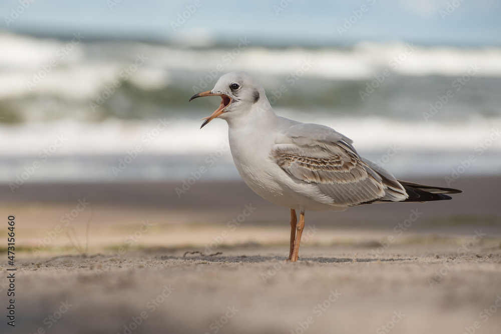 Mewa śmieszka na piaszczystej morskiej plaży. Mewa śmieszka na piaszczystej morskiej plaży.