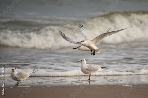 Nadmorskie ptaki na plaży