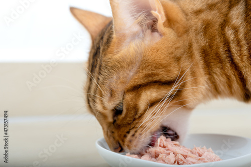 Photography Close-up of the face of a Bengal cat eating cat food.